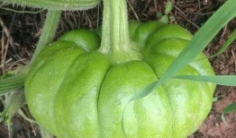 吃瓜姜姜免费,揭秘娱乐圈背后的那些事儿